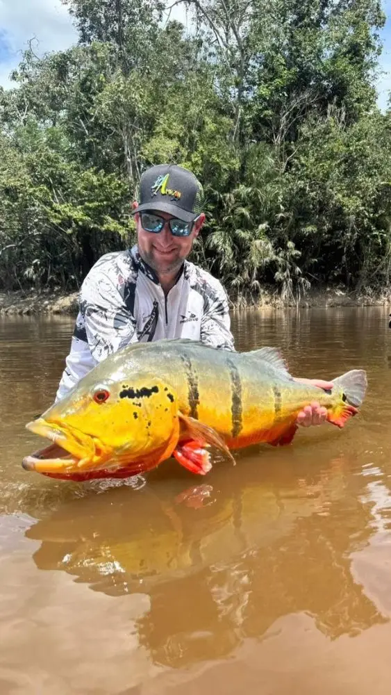 Tucunaré capturado em pescaria esportiva no Rio Negro, Barcelos (AM)