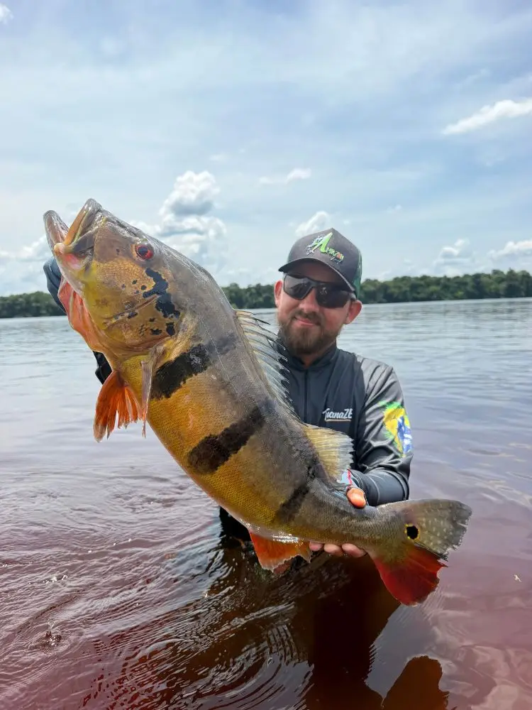 Tucunaré capturado em pescaria esportiva no Rio Negro, Barcelos (AM)