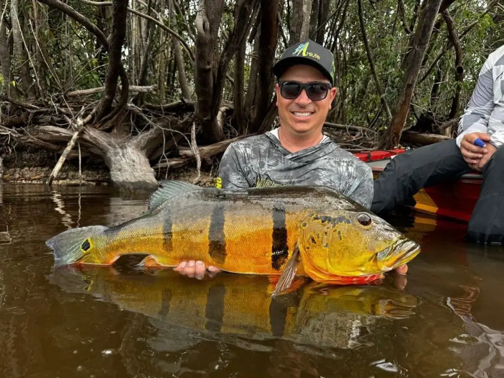 Tucunaré capturado em pescaria esportiva no Rio Negro, Barcelos (AM)