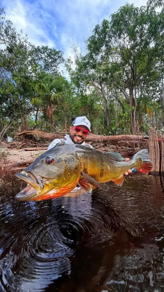 Tucunaré capturado em pescaria esportiva no Rio Negro, Barcelos (AM)