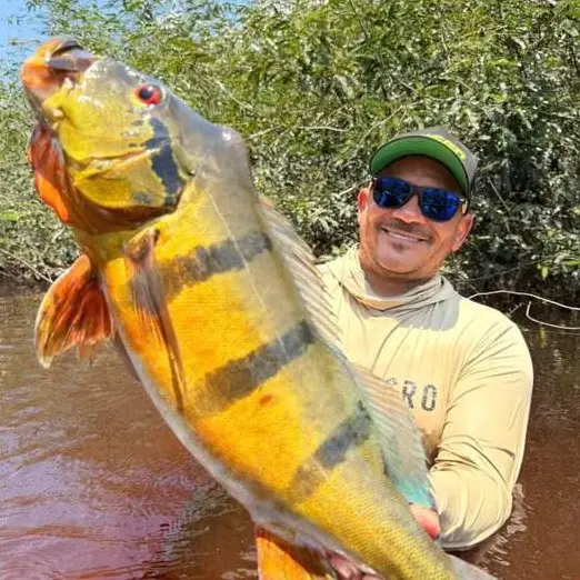 Tucunaré capturado em pescaria esportiva no Rio Negro, Barcelos (AM)
