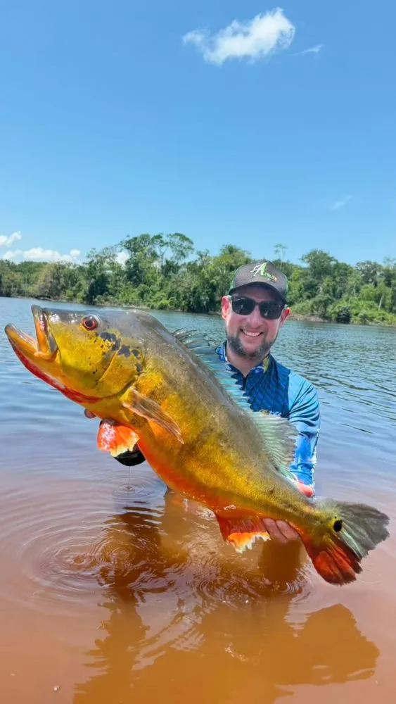 Pescador com tucunaré-açu fisgado no Rio Negro, em Barcelos (AM)